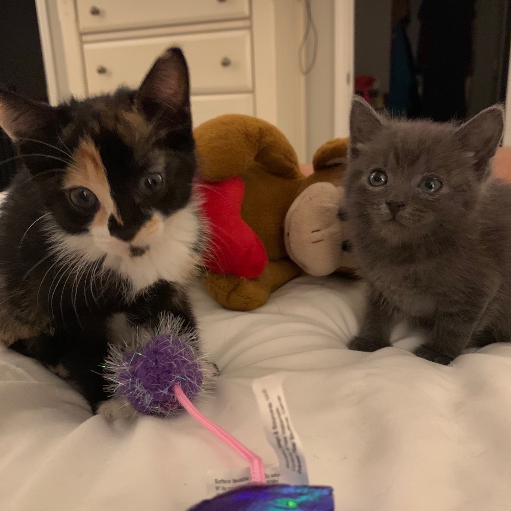 Just because we got two sweet kitty babies!😻❤️